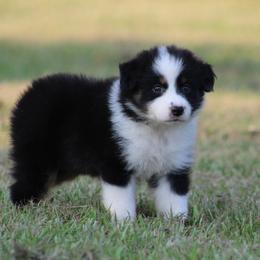 Black Tri Female 2 - Black tri-color female Australian Shepherd puppy in Northport, Alabama from Sipsey River Australian Shepherds