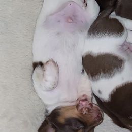 Dachshund Puppies from Newbern's Nuggets