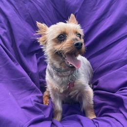 Yorkshire Terriers from Bishops’ Bounty