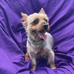 Yorkshire Terriers from Bishops’ Bounty