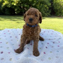 Dark blue - Red  male Goldendoodle puppy in Citrus Heights, California from Tanya's Goldendoodles