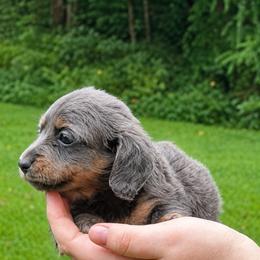 Bee - Gray (blue) and cream female Dachshund puppy in Dinwiddie, Virginia from White Oak Kennels