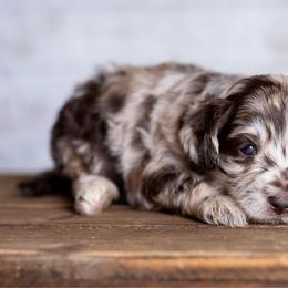 Swirl - Red merle female Aussiedoodle puppy in Roebuck, South Carolina from Dani's Dandy Doodles