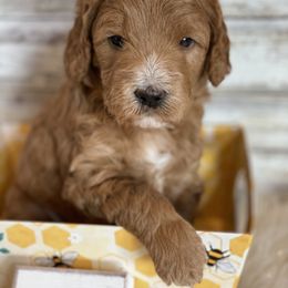 Goldendoodle and Poodle Puppies from Mustanghills Doodles and Poodles