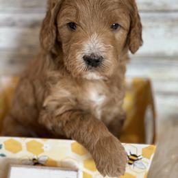 Goldendoodle and Poodle Puppies from Mustanghills Doodles and Poodles