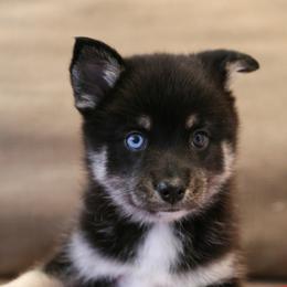 Bernedoodle and Pomsky Puppies from Cottonwood Pomskies and Bernedoodles