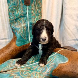 Onyx - Black and white male Aussiedoodle puppy in Taylor, Missouri from Pawsitively Doodles