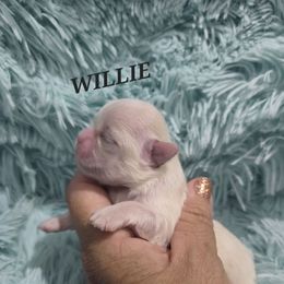Willie - Cream and white male Shih Tzu puppy in Florida from 1st Passion Shih Tzus