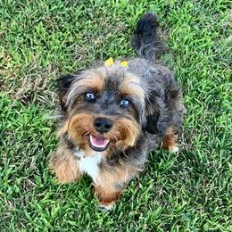 Lulu - Aussiedoodle