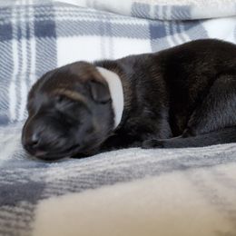 German Shepherd Puppies from Kruegerhaus German Shephers