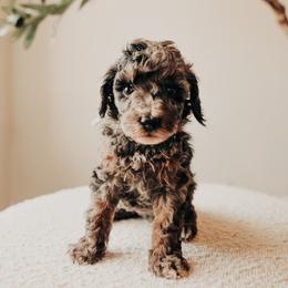 Grey Boy - Merle male Cavapoo puppy in Mckinney, Texas from Doodles of North Tx
