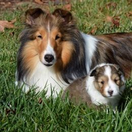 Shetland Sheepdogs from Susan Lucas