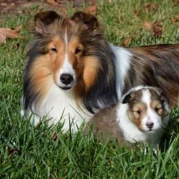 Shetland Sheepdogs from Susan Lucas