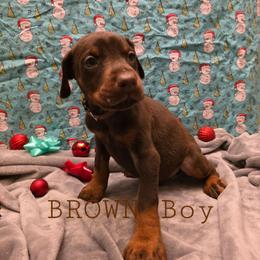 Brown - Red and rust male Doberman Pinscher puppy in Knox, Indiana from Double River Dobermans