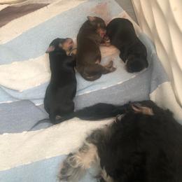 King - Chocolate male Havapoo puppy in Hudson, Indiana from A&G Maltipoos