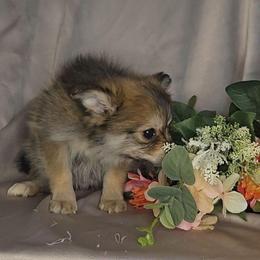Fawn - Wolf sable female Pomeranian puppy in Newport News, Virginia from Itty Bitty Poms