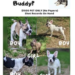 French Bulldog puppies from G & K Frenchies LLC