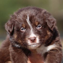 Moody - Red tri-color male Australian Shepherd puppy in Springville, Alabama from Cross Creek Aussies
