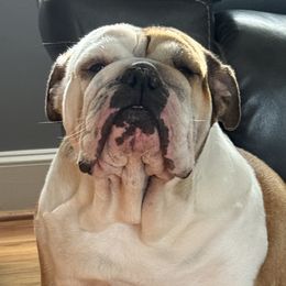 Macie grace - Bulldog