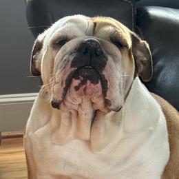Macie grace - Bulldog
