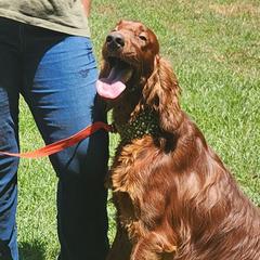 Tucker - Irish Setter