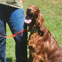 Tucker - Irish Setter