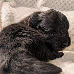 Belle - Black female Pomeranian puppy in Comer, Georgia from HillTop Pomeranians ✨