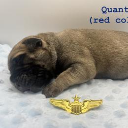 Quantas (Red Collar) - Fawn male Bullmastiff puppy in Carrollton, Texas from Meteora Bullmastiffs