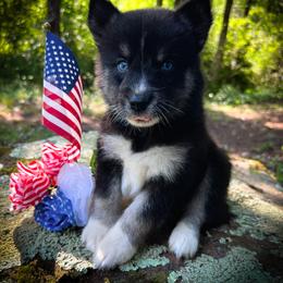 Zoe - Black and white female Siberian Husky puppy in Union Grove, Alabama from Southern Siberian Life