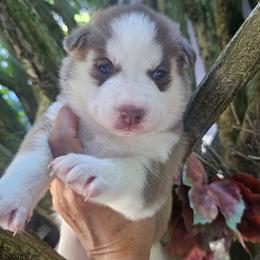 Sunny - Brown and white female Siberian Husky puppy in Springfield, Massachusetts from 16acreshuskies