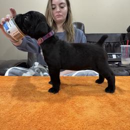 Girl 4 - Black female Cane Corso puppy in Tennessee from Big Country Cane Corso