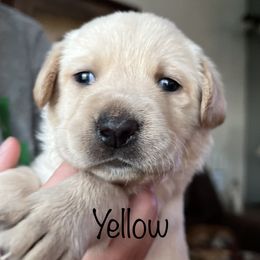 Labrador Retriever Puppies from Red Sky Retrievers LLC