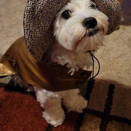 Cavalier King Charles Spaniel, Cavaton, and Coton de Tulear All Grown Up from Lakeshore Cavatons