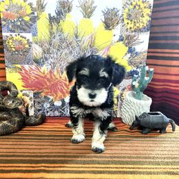 Zoey - Black and white female Schnoodle puppy in Tucson, Arizona from Smart Schnauzers & Schnoodles