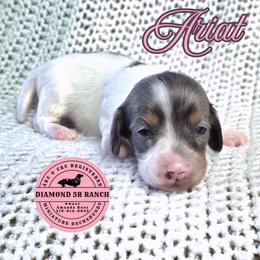 ARIAT - Dapple female Dachshund puppy in Columbia, Louisiana from Diamond 5R Ranch AKC & CKC Miniature Dachshunds