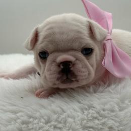 Dahlia - Cream female French Bulldog puppy in Largo, Florida from Big Daddy Frenchies