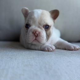 Pied female - Tricolors female French Bulldog puppy in Jefferson City, Missouri from Central Frenchie Haven