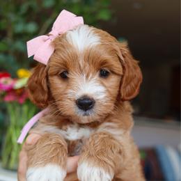 Sage - Red  female Goldendoodle puppy in Salado, Texas from Red Ranch Dogs