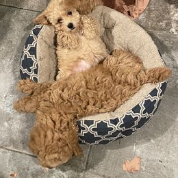 Australian Shepherd and Poodle Puppies from The Mason Farm