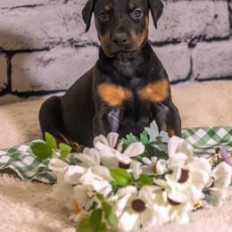 Lavender Girl - Black and rust female Doberman Pinscher puppy in Shelby, North Carolina from IronBee Dobermans