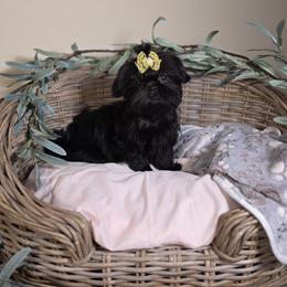 Bella AKC Exceptional Pedigree - Brindle female Shih Tzu puppy in Kings Mountain, North Carolina from Britany's Shih Tzus