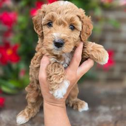 Pink Collar - Red  female Goldendoodle puppy in Somerville, Alabama from Southern Enchanted Doodles
