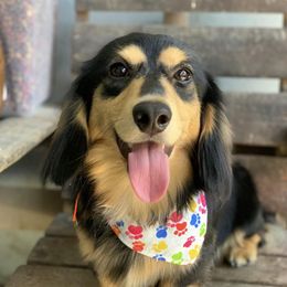 Dachshunds from Ale’s Dachshund Love