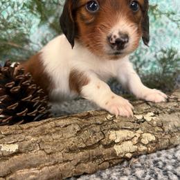Oliver - Piebald male Dachshund puppy in Mountain Home, Arkansas from Furry Friends Kennel