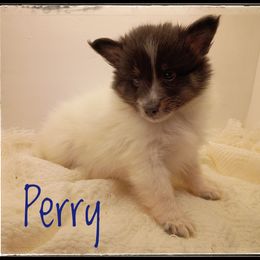 Perry - White and black male Shetland Sheepdog puppy in Minnesota from Sheltie Puppies