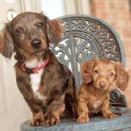 Dachshunds from Muddy Wabash River Doxies