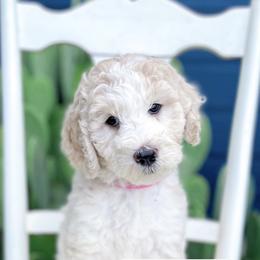 Bernedoodle, Goldendoodle, and Poodle Puppies from Penny and The Pups