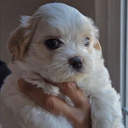 Joy - Cream male Shichon puppy in Carmel, Indiana from S&S Pups