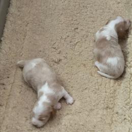 Dachshund puppies from Sonoran Doxies