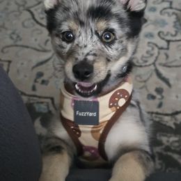 Pomsky Puppies from Michelle's Pomskies